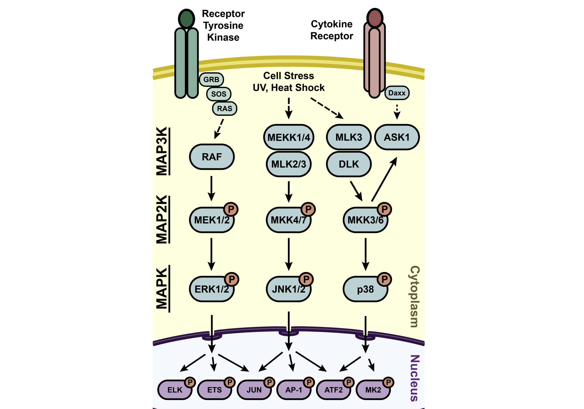 A Survey of the MAP Kinases – Jeremy S. Houser