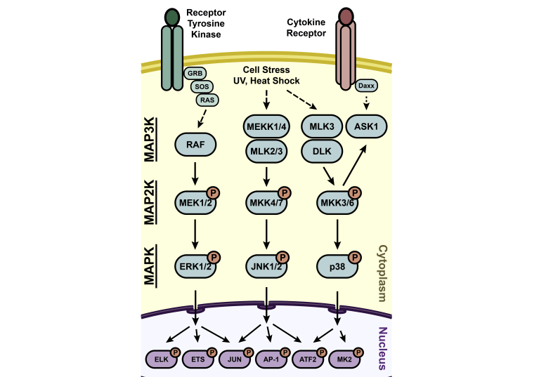 A Survey of the MAP Kinases – Jeremy S. Houser
