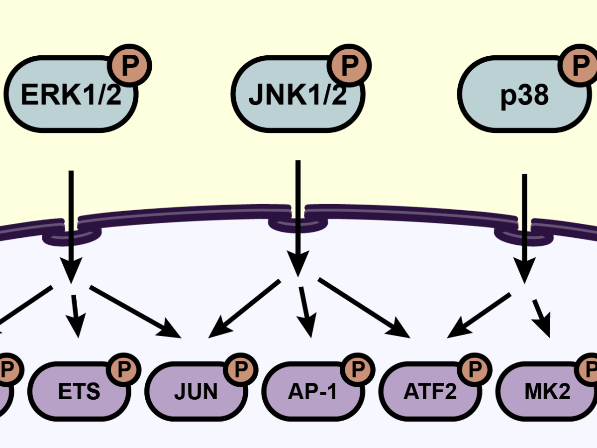 A Survey of the MAP&nbsp;Kinases
