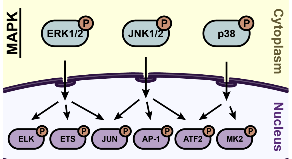 A Survey of the MAP&nbsp;Kinases